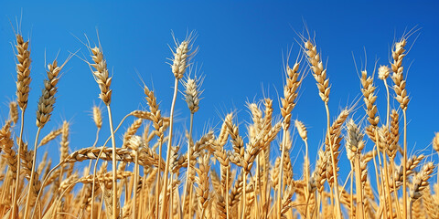 field of yellow wheat, blue sky, Ukraine, banner copy space. Day of National Flag, Unity, Constitution, Ukrainian Statehood, Independence, Defenders Defendresses, Armed Forces