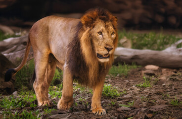 Indian lion in close up view at Bannerghatta forest at Bangalore, India