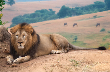 Indian lion sitting at the Bannerghatta forest reserve at Bangalore, India © Roop Dey