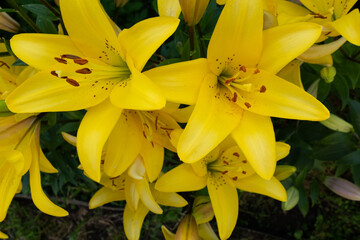 Blooming yellow lilies growing in the garden, close-up. Flower background for publication, design, poster, calendar, post, screensaver, wallpaper, postcard, banner, cover, website. High quality photo