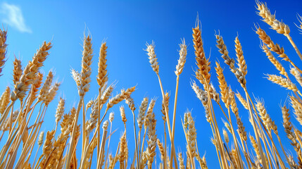 Fototapeta premium field of yellow wheat, blue sky, Ukraine, banner copy space. Day of National Flag, Unity, Constitution, Ukrainian Statehood, Independence, Defenders Defendresses, Armed Forces