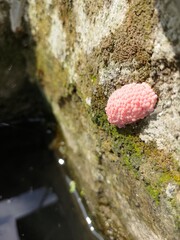 Close up telur keong mas