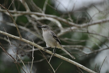 Grey Bird 