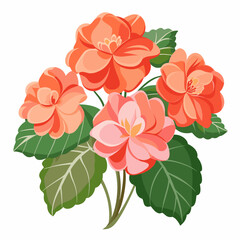 begonia flowers vector illustration with white background