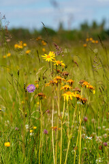 Arnika, Arnica montana, Bergwohlverleih, Echte Arnika