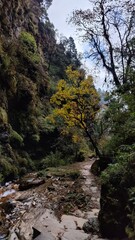 A winding steep hiking trail leading through the forest in Nepal