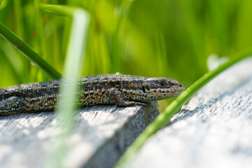 Waldeidechse, Zootoca vivipara, Lacerta vivipara, Bergeidechse, Mooreidechse