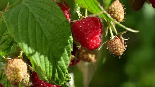 Close-up of ripe organic red raspberry on a branch in the fruit garden, natural background