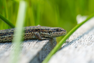 Waldeidechse, Zootoca vivipara, Lacerta vivipara, Bergeidechse, Mooreidechse
