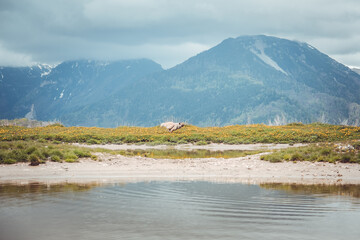Ein falbenfarbener Eurasierr&uuml;de rennt in den Dolomiten auf einer gr&uuml;nen Wiese. Im Vordergrund sieht man einen See, im Hintergrund die Berge