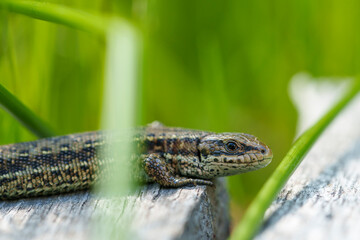 Waldeidechse, Zootoca vivipara, Lacerta vivipara, Bergeidechse, Mooreidechse