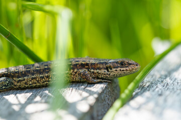 Waldeidechse, Zootoca vivipara, Lacerta vivipara, Bergeidechse, Mooreidechse