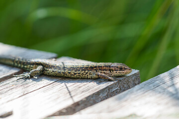 Waldeidechse, Zootoca vivipara, Lacerta vivipara, Bergeidechse, Mooreidechse