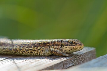 Waldeidechse, Zootoca vivipara, Lacerta vivipara, Bergeidechse, Mooreidechse