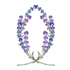 Lavender is a beautiful, fragrant purple flower. A hand-drawn watercolor illustration. Highlight it. An element of the design of packaging, postcards and labels. For banners, flyers and posters.