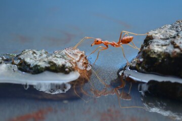 Red ant a crossing on water, 07 August 2024 Indonesia