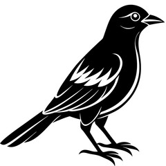 illustration of a bird vector illustration