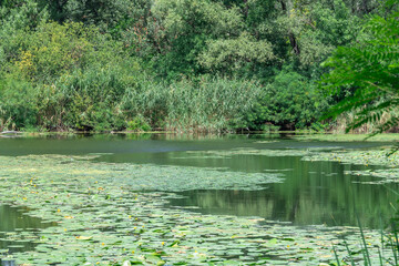 Slowly flowing river is overgrown with yellow water lilies. Ecological problem shallow and...