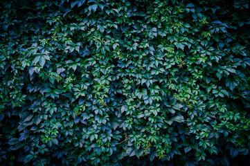 Virginia creeper leaves on wall as garden decoration, wallpaper