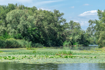 Slowly flowing river is overgrown with yellow water lilies. Ecological problem shallow and...