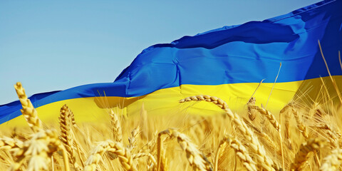field of yellow wheat, blue sky, Ukraine, banner copy space. Day of National Flag, Unity, Constitution, Ukrainian Statehood, Independence, Defenders Defendresses, Armed Forces