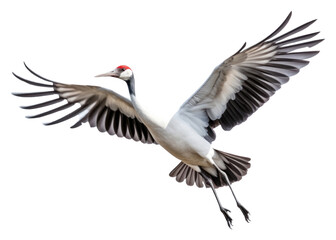Fototapeta premium PNG Crane bird animal flying.