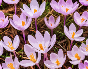 Colchicum autumnale, commonly known as autumn crocus, meadow saffron, or naked ladies
