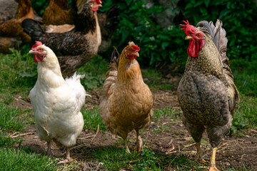 A group of chickens are walking in a village yard.