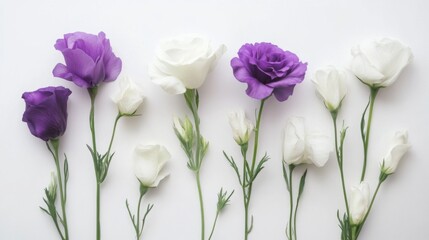Fototapeta premium Elegant composition of white and purple eustoma flowers on a white background, arranged to emphasize their grace.