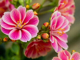 Fototapeta premium Nahaufnahme der Blattrosette und einer Vielzahl an pinkfarbenen Blüte der Bitterwurz (Lewisia cotyledon)