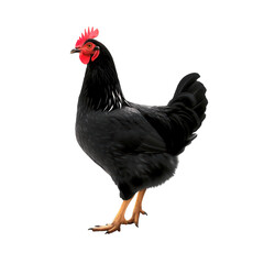 Fototapeta premium Black Hen on a Black Background