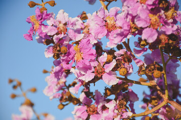 Pink flowers in the garden