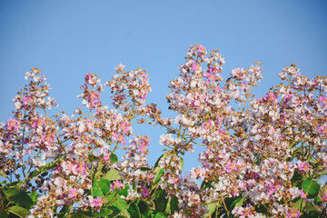 Pink and white flowers in the garden
