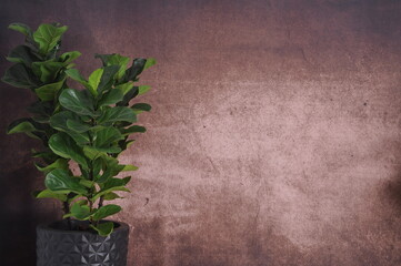 textura grunge marrom com plantas 