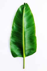 Fototapeta premium Green banana leaf isolated 