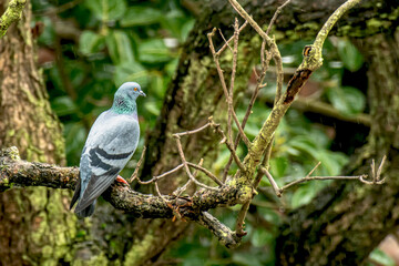 Indian grey domestic pigeon on tree