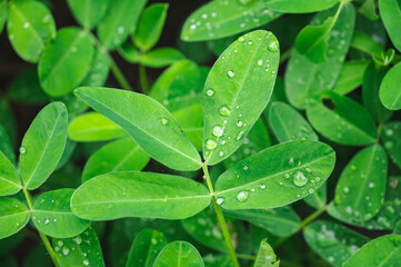 Fototapeta premium まあるいラッカセイの葉