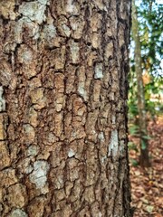 Obraz premium bark of a tree