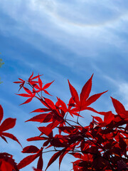 Japanese maple red leaves