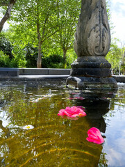 bright pink flowers floating in fountain water