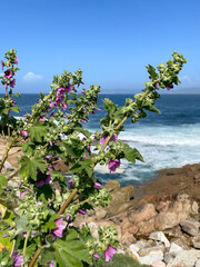 Violet flowers on the ocean coast