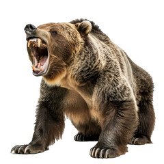 Powerful grizzly bear roaring fiercely, showcasing its sharp teeth and imposing presence