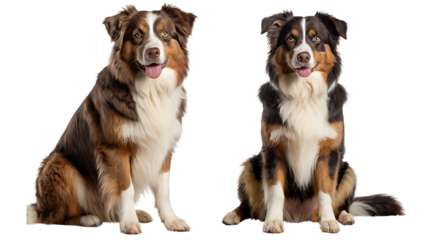 Two Australian Shepherds, one standing, one sitting, both with similar markings and alert expressions. Transparent PNG for versatile use. Perfect for pet care guides, breed information, or animal-them