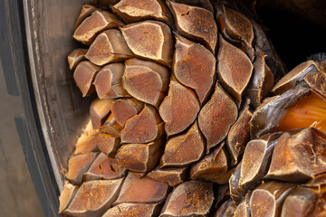 El agave cocido está en el horno en la fabrica de tequila.