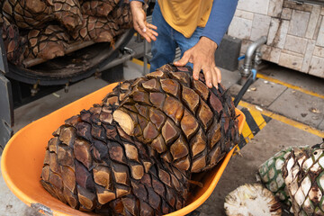 El trabajador de la fabrica de tequila está subiendo el agave cocido a la carretilla.