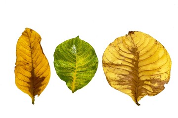 Obraz premium autumn leaves isolated on white