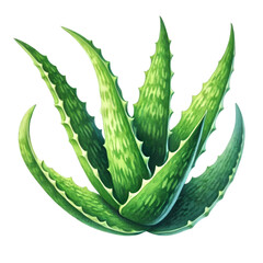 Detailed illustration of a vibrant green aloe vera plant with thick, spiky leaves, ideal for health, skincare, or botanical themes.