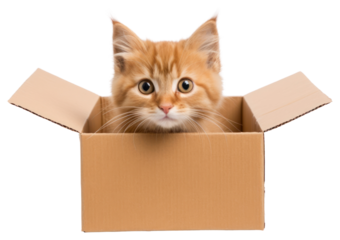 PNG Cardboard box mammal animal.