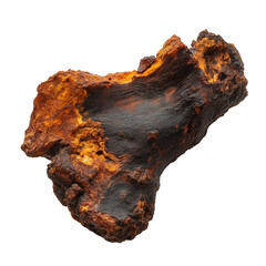Chaga Mushroom on a White Transparent Background PNG