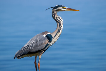 Heron in blue and white on beach with blue sky. seagull spread wildlife concept. heron in blue and gray on a beach with a pier. a heron in blue and gray on a lifestyle beach.